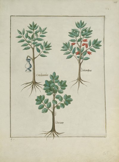 Illustration from the Book of Simple Medicines by Mattheaus Platearius by Robinet Testard